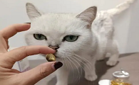 猫咪吃鱼油好吗