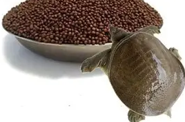 甲鱼能吃龟粮吗