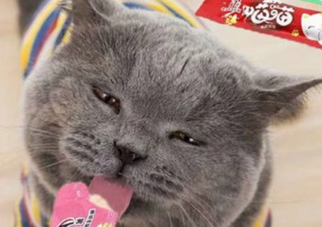 猫咪一天能吃几个猫条