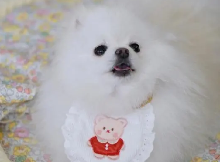 博美犬有泪痕怎么办?这些简单的方法可以一试 博美犬有泪痕怎么办?这些简单的方法可以一试