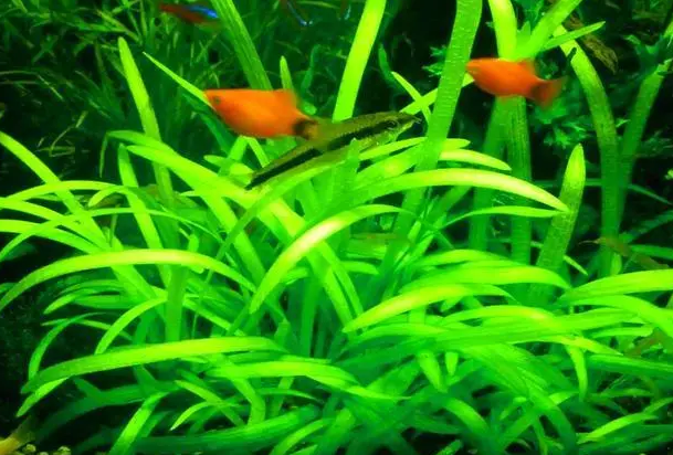 鱼缸水草种子种植方法 鱼缸水草种子种植方法