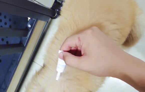 狗狗体外驱虫买什么好 狗狗体外驱虫买什么好
