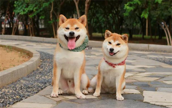 秋田犬和中华田园犬有什么区别，其实非常容易分辨呢