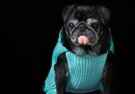 黑色巴哥犬值钱吗?主人来看看吧 黑色巴哥犬值钱吗?主人来看看吧