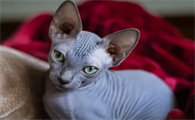斯芬克斯猫为什么要绝育？宠物主人来了解下吧