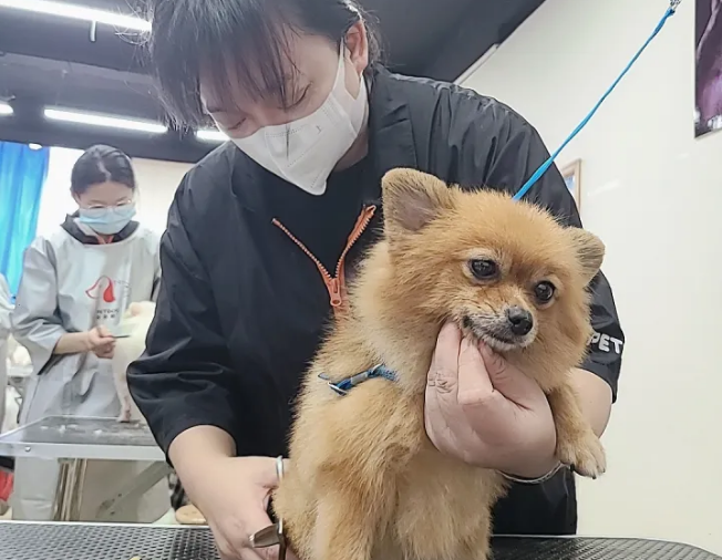 宠物美容师培训学校