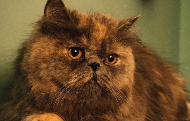加菲猫产地哪里 加菲猫产地哪里