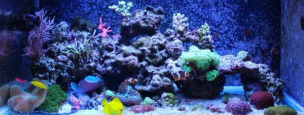刚养的鱼缸水浑浊怎么办