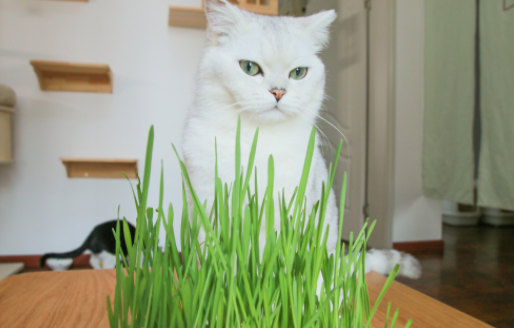 猫草怎么发芽 猫草怎么发芽