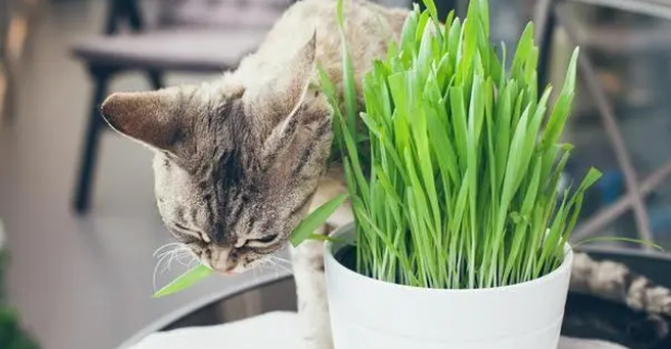 猫草的种植方法土培 猫草的种植方法土培