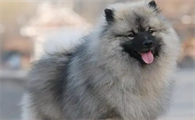 荷兰毛狮犬耳朵怎么清洁？感兴趣的来get下吧