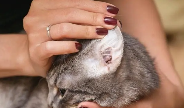 猫咪为啥得耳螨