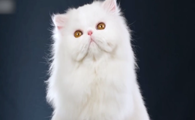 十大名贵猫品种