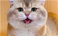 乔巴日记里的猫是不是真会功夫