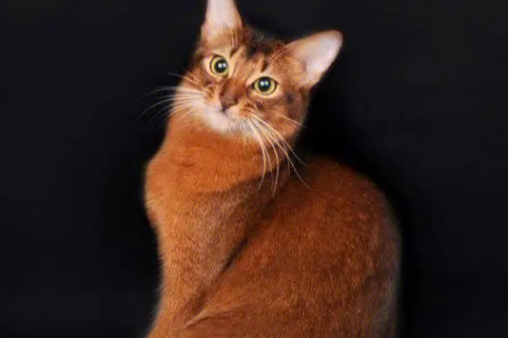 索马里猫生病怎么办?一起来看看解决办法! 索马里猫生病怎么办?一起来看看解决办法!