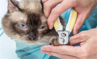 怎么剪猫咪指甲