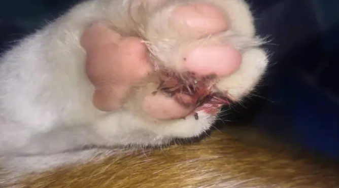 猫咪指甲脱落，是为什么呢？