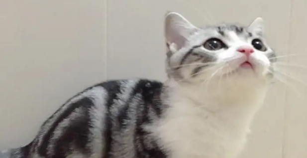 起司矮脚猫多少钱