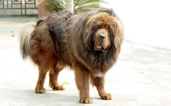 主人破产无力抚养,无奈将11岁獒犬送走,狗狗躲墙角不停抽泣 主人破产无力抚养,无奈将11岁獒犬送走,狗狗躲墙角不停抽泣