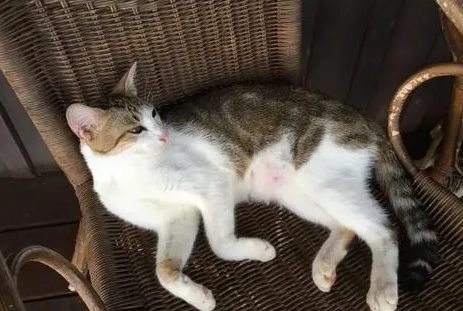 猫知识小课堂:猫怀孕会吐吗? 猫知识小课堂:猫怀孕会吐吗?