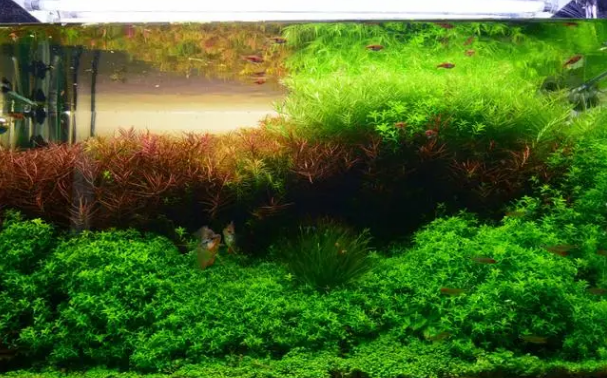 淡水鱼缸水草哪种好养