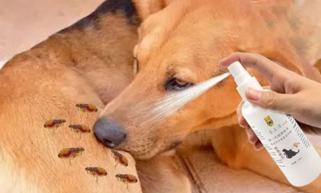 狗狗怀孕可以用体外驱虫吗 狗狗怀孕可以用体外驱虫吗