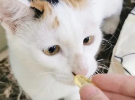猫咪鱼油排行 猫咪鱼油排行