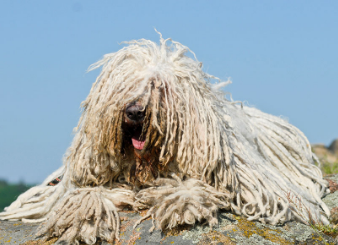 可蒙犬为什么没有卖的？想养的看过来