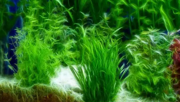 鱼缸金鱼藻水草怎么养