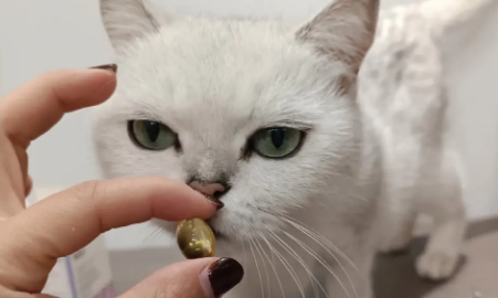 便宜好用的猫咪鱼油