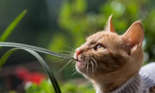 如何使用猫草