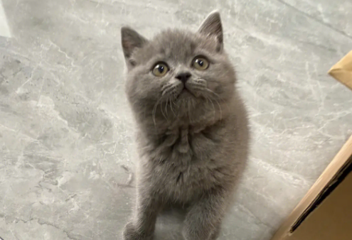 蓝猫千万不能养