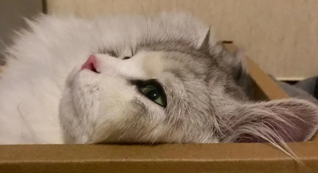 猫咪一个人在家会抑郁吗？不会的
