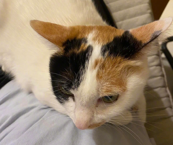 自从养了猫以后，我的脚就废了！