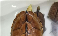 金钱龟吃什么龟粮好
