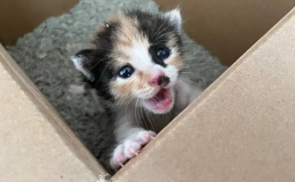 附近免费领养小猫