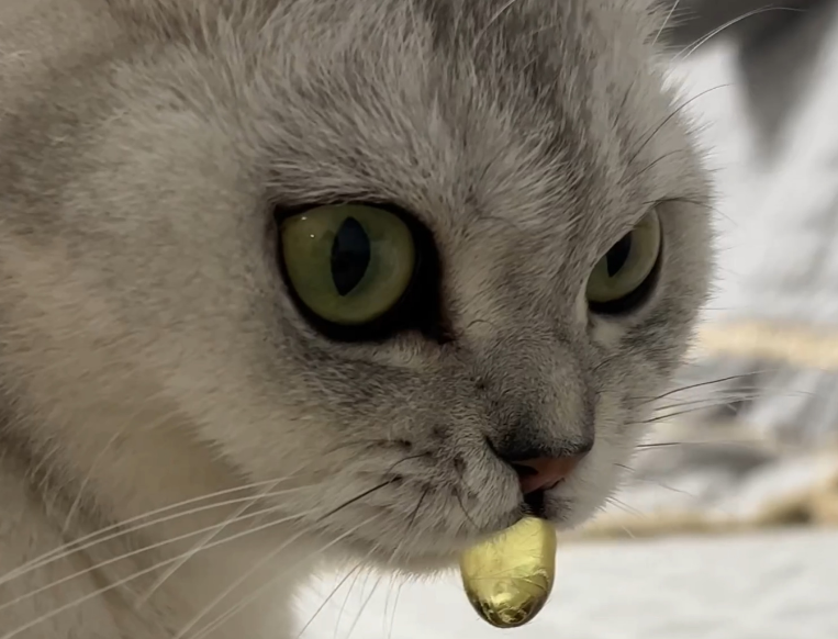 鱼油对猫狗的作用