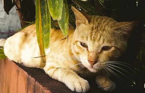 猫离开主人会绝食致死吗？宠主可以了解一下！