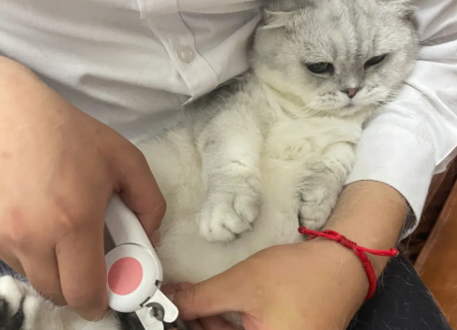 猫咪的指甲能剪多少