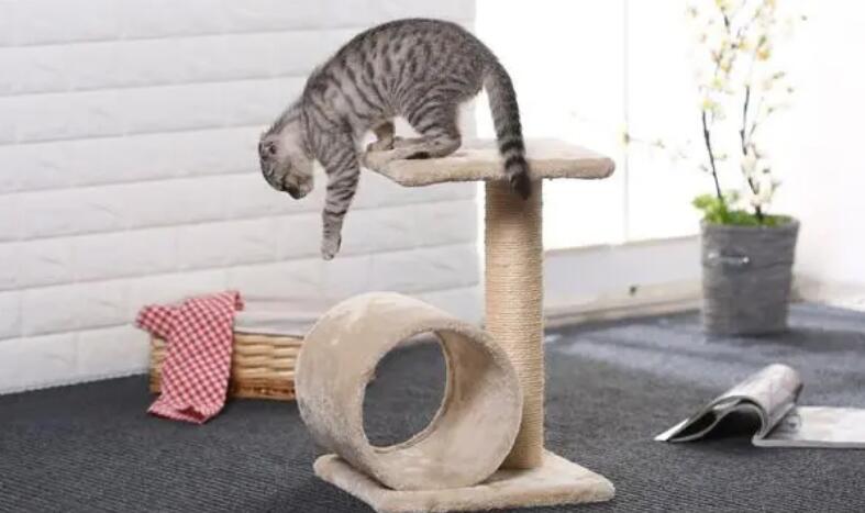 猫爬架和猫抓板哪个实用 猫爬架和猫抓板哪个实用