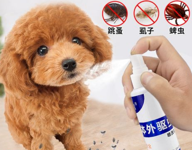 泰迪幼犬体外驱虫药哪种好 泰迪幼犬体外驱虫药哪种好