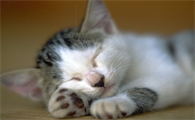 人对猫过敏是什么症状?这里可以了解~