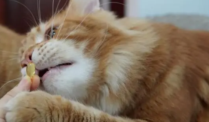 猫咪吃那款鱼油好