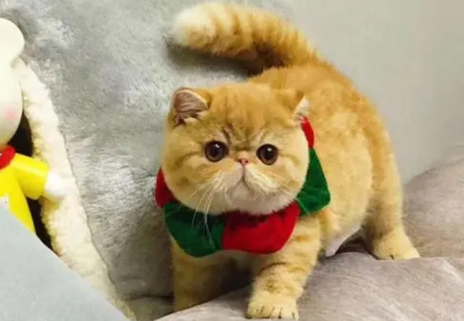 加菲猫常见病