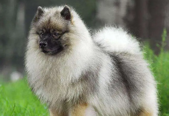 荷兰毛狮犬翻肠子怎么办？一文告诉你！