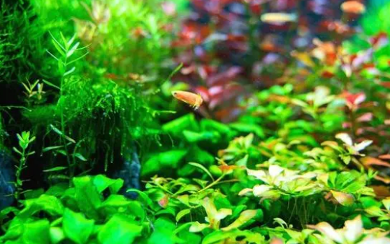 鱼缸水草哪种好养