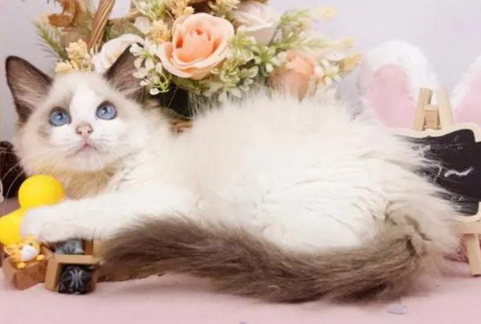 猫的嗅觉范围多少米呢?科普篇 猫的嗅觉范围多少米呢?科普篇