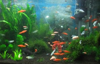 鱼缸里为什么种水草