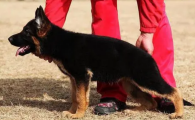 德牧幼犬几天体内驱虫