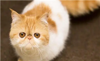 加菲猫正规猫舍